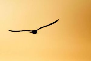 Photo de Sebastien Bazin: Oiseau et couché de soleil