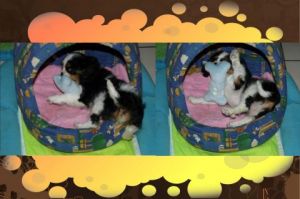 Photo de SYLVIANE CASCARINO: Roxane 8 semaines