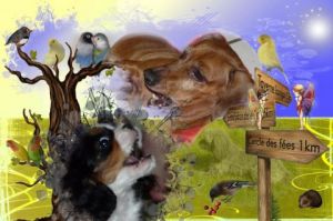 Photo de SYLVIANE CASCARINO: au pays du rêve.......