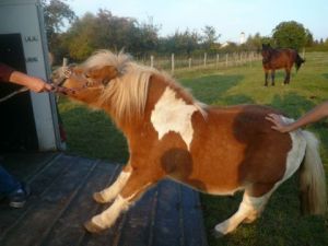 Photo de SYLVIANE CASCARINO