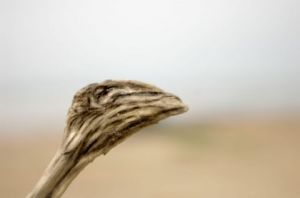 Photo de Paul BENICHOU: La branche Autruche