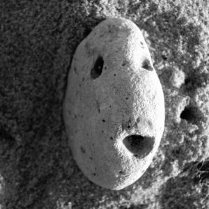 Photo de Paul BENICHOU: le poisson pierre