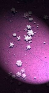 Photo de Jeb photo: Stella