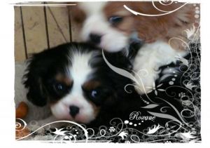 Photo de SYLVIANE CASCARINO: Roxane