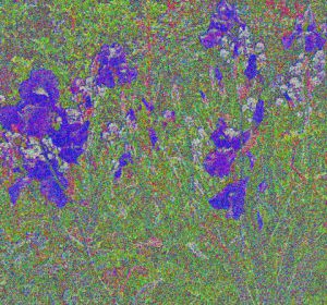 Peinture de christian Jeanney: iris 