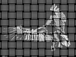 Art_numerique de S comme Souris: Hors de la cage