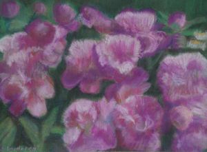 Dessin de Jacqueline DARDEL-KORMANN: Pivoines