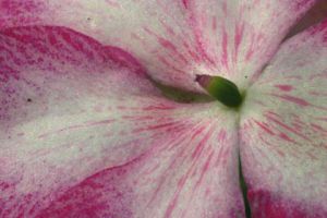 Photo de Elalda: Fleur 5