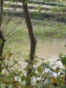 Photo de laureweber: seine le 11 novembre 2013