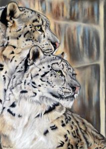 Dessin de Helene Roux: Panthères des neiges (Jampal et Tien Shen)