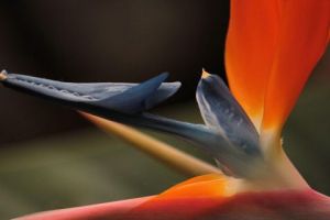 Photo de didon: oiseau de paradis