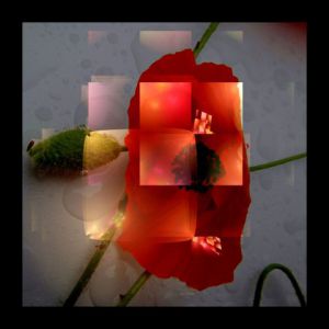 Art_numerique de le sage coyote: coquelicots mon coeur gentil coquelicot 