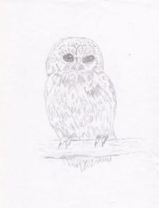 Dessin de kraknoux: Chouette