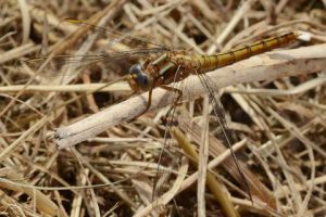 Photo de tchouk: libellule macro