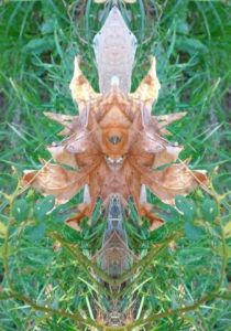 Photo de Onasia: Epée...