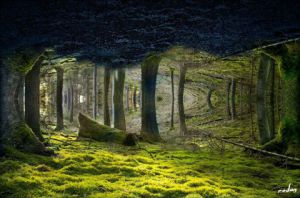 Art_numerique de jm rodan: forêt engloutie