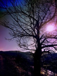 Photo de chara: Belles Cévennes