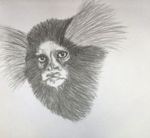 Dessin de Diademe: Ouistiti