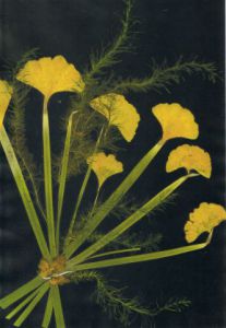 Collage de NICOLE BOURGAIT: GINKGO en bouquet