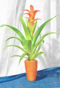 Illustration de mylene Ransan: fleur exotique