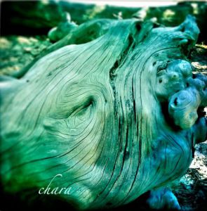 Photo de chara: Souche magique de St Brice