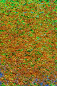 Art_numerique de FCRN: Après l'hiver E1v