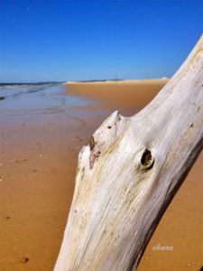 Photo de chara: Le nez au vent