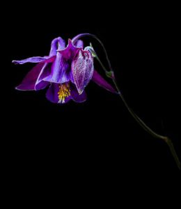 Photo de Lymatly Photos: Ancolie