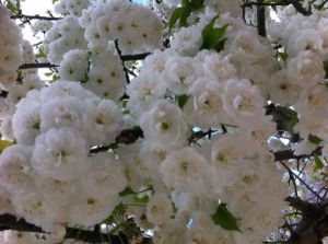 Photo de Beyla Lavana: Cerisier japonais