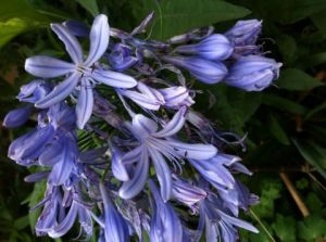 Photo de Beyla Lavana: Poème bleu