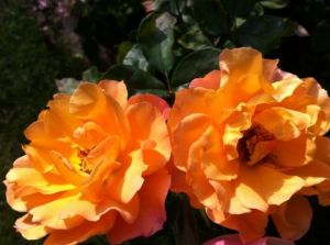 Photo de Beyla Lavana: fire twins 