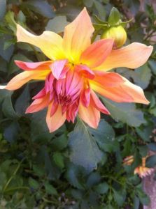 Oeuvre de Beyla Lavana: Dahlia Feu