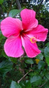 Photo de Beyla Lavana: Hibiscus