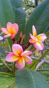 Photo de Beyla Lavana: Wild beauty