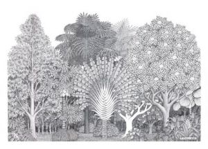 Dessin de Francois MOLL: JARDIN TROPICAL