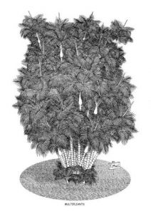 Dessin de Francois MOLL: MULTIPLIANTS