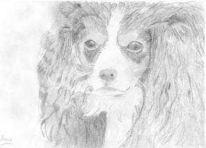 Dessin de paradisianna: Timmy