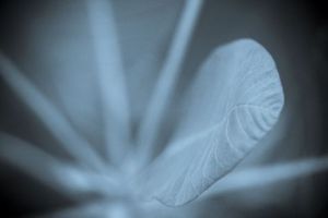 Photo de jean-francois dupuis: Bleu