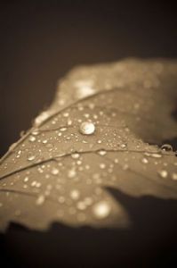 Photo de jean-francois dupuis: Nature morte