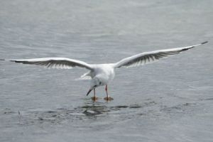 Photo de Canyon: Deploiement de la mouette