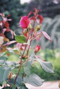 Photo de KALLAHAN: Les roses du Parc de la Tete d'Or a Lyon  1