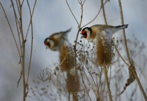 Photo de universpapillons: chardonnerets elegants 