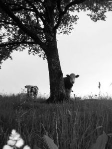 Photo de elodie balandret