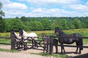 Photo de Isabelle Richet: Chevaux