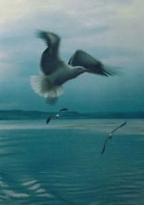 Photo de Tina Agelys: L'Oiseau d'Ecosse