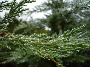 Photo de Tina Agelys: Sapin 01