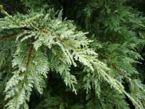 Photo de Tina Agelys: Sapin 02