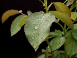 Photo de JYHEL: ROSEE