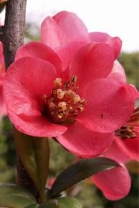 Photo de JYHEL: PRINTEMPS