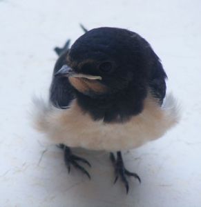 Oeuvre de Laura SterN: L'HIRONDELLE